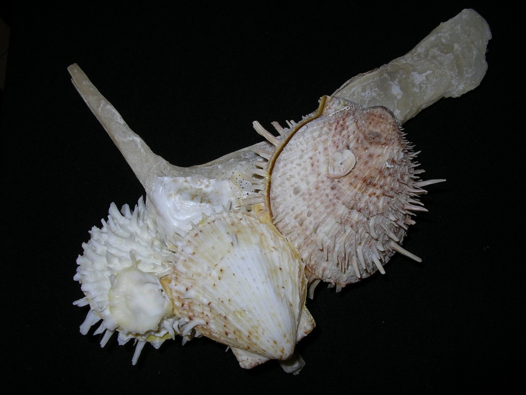 malleidae simbiosi spondylus